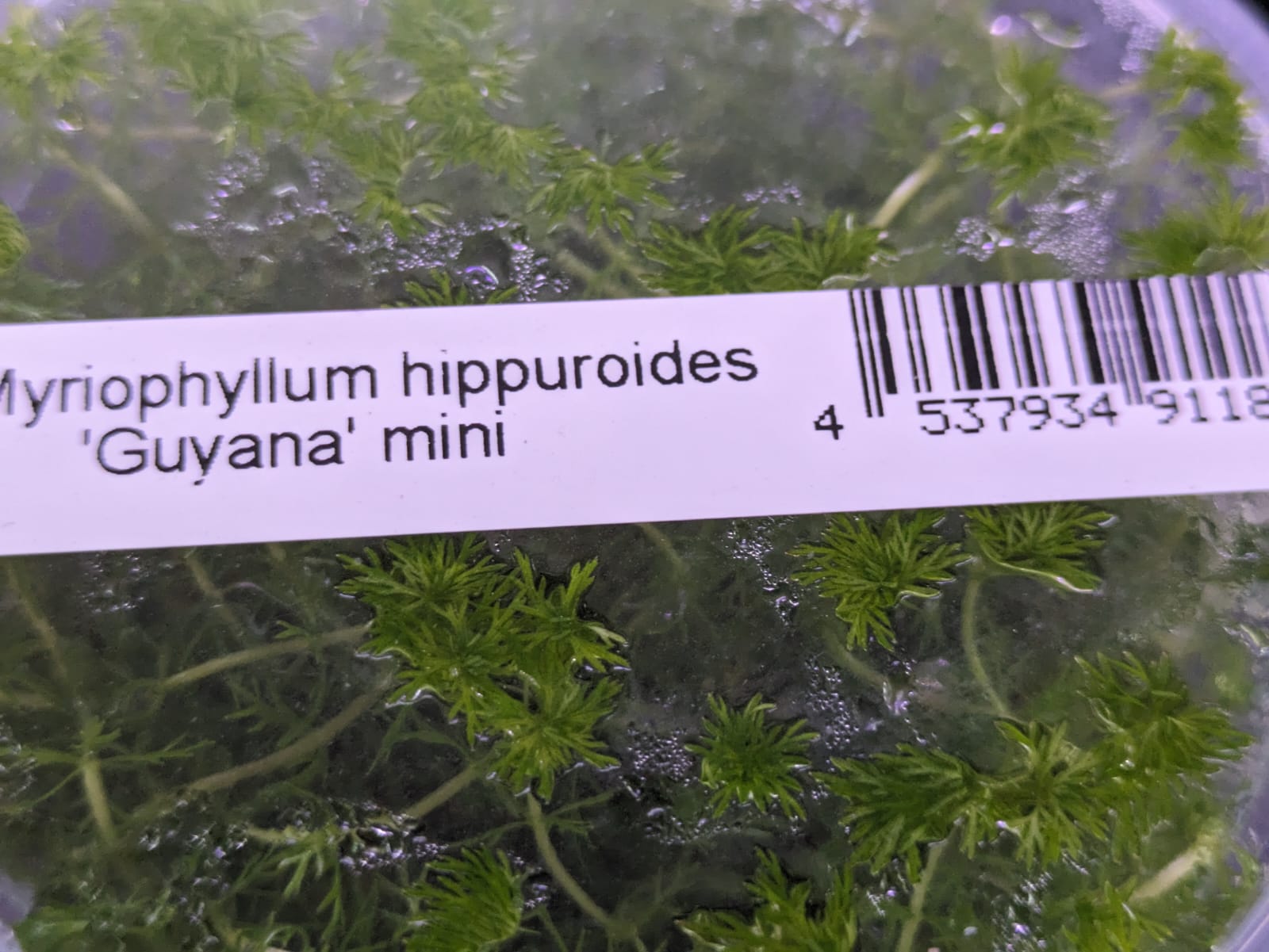 Myriophyllum hippuroides