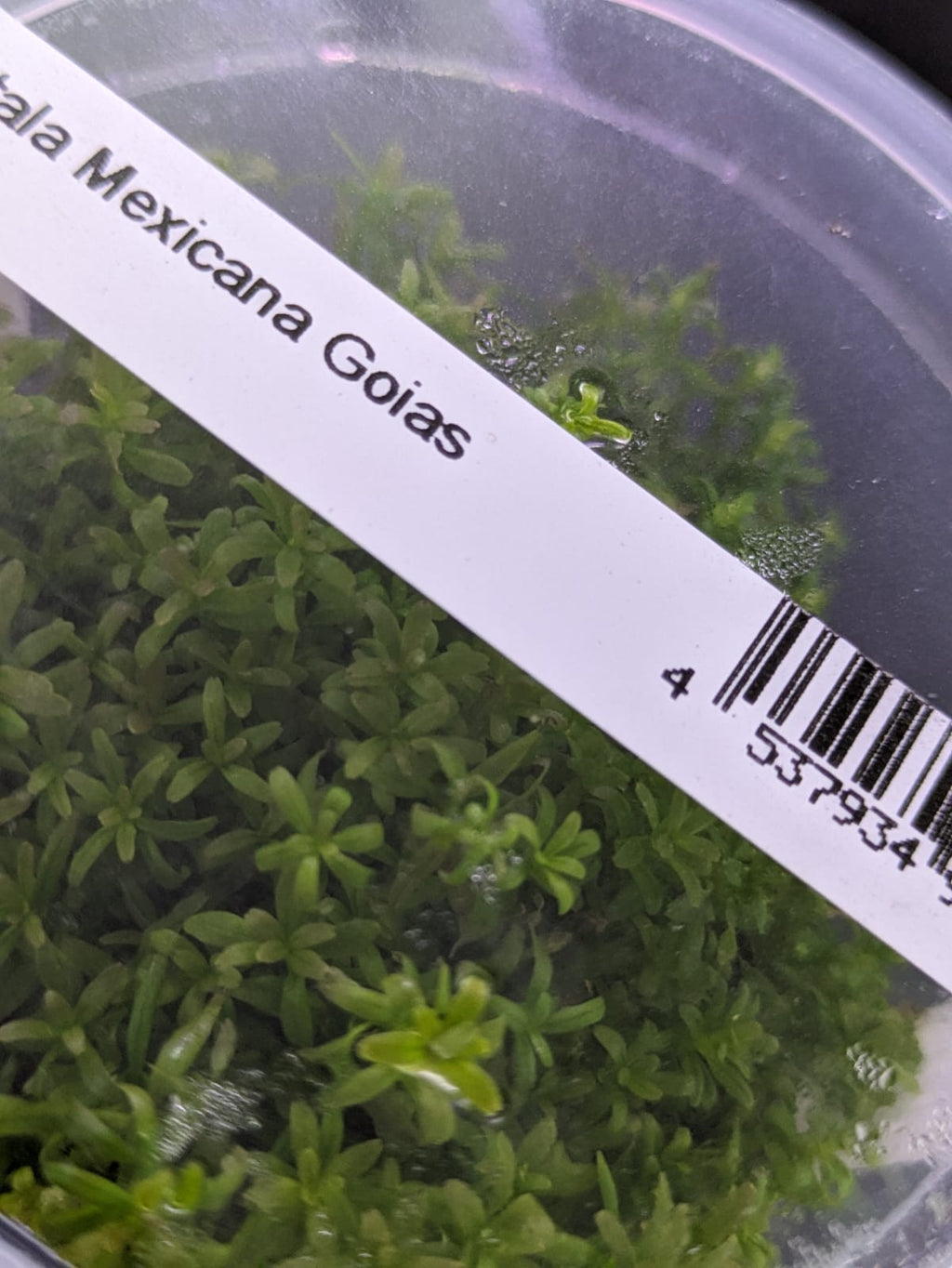 Rotala mexicana 'Goais'