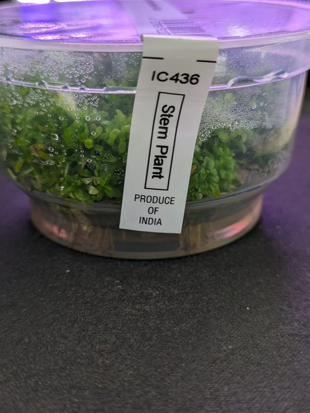 Rotala mexicana 'Goais'