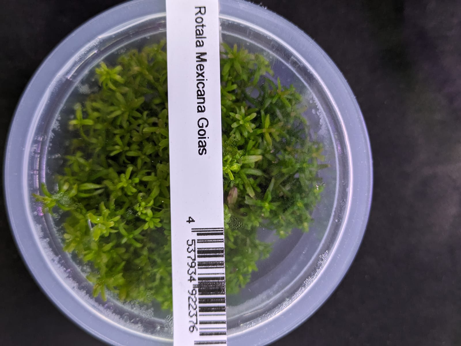 Rotala mexicana 'Goais'