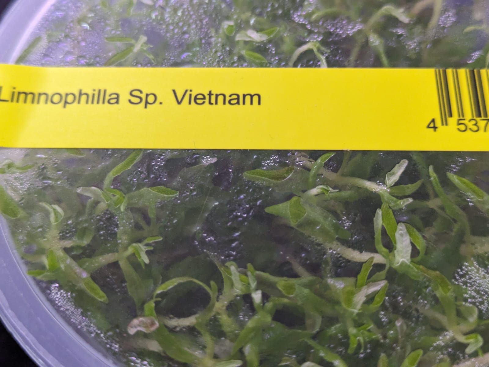 Limnophila 'Vietnam