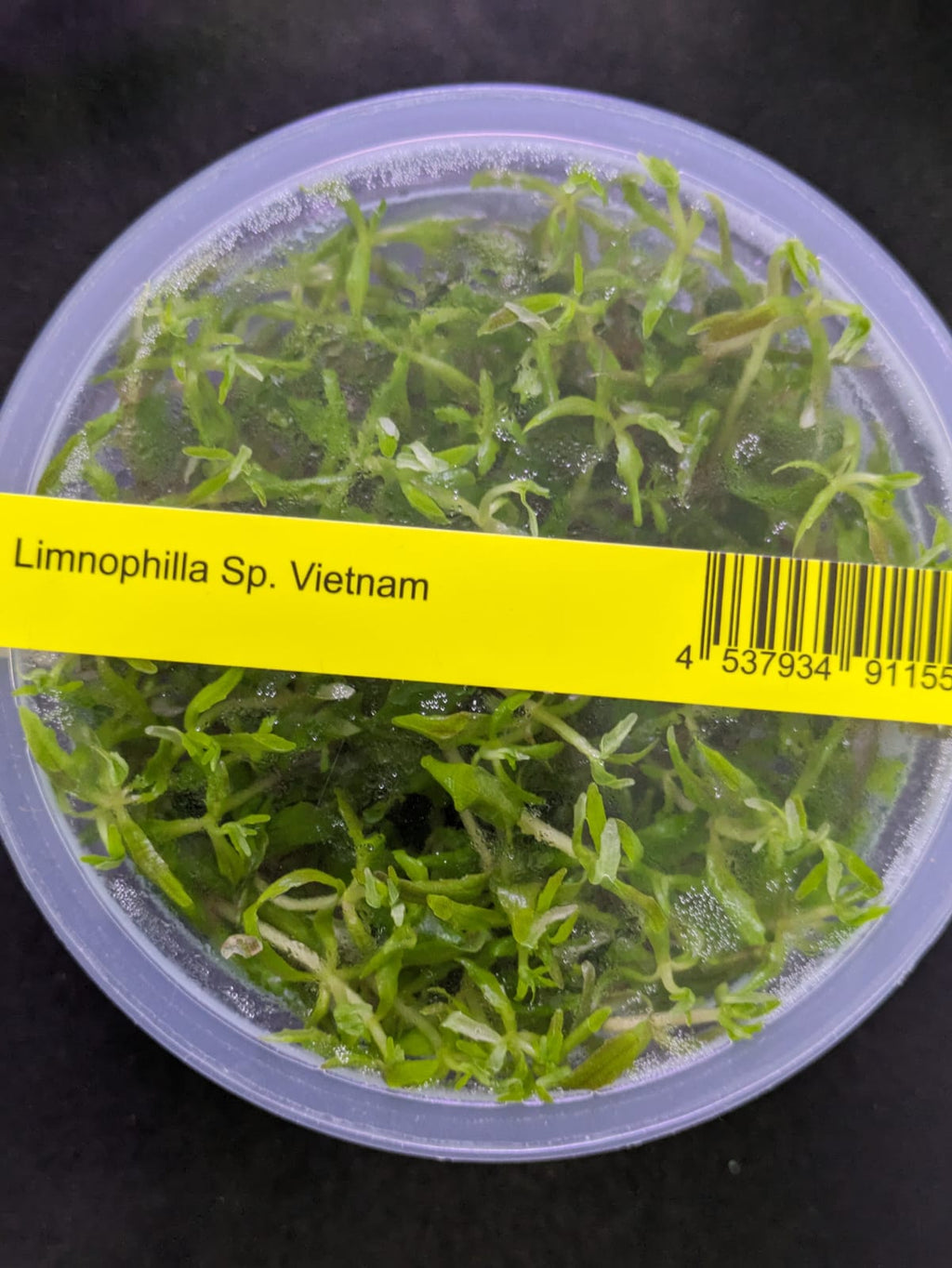 Limnophila 'Vietnam