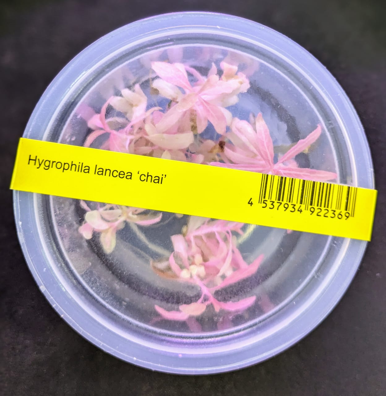 Hygrophila lancea 'Chai'