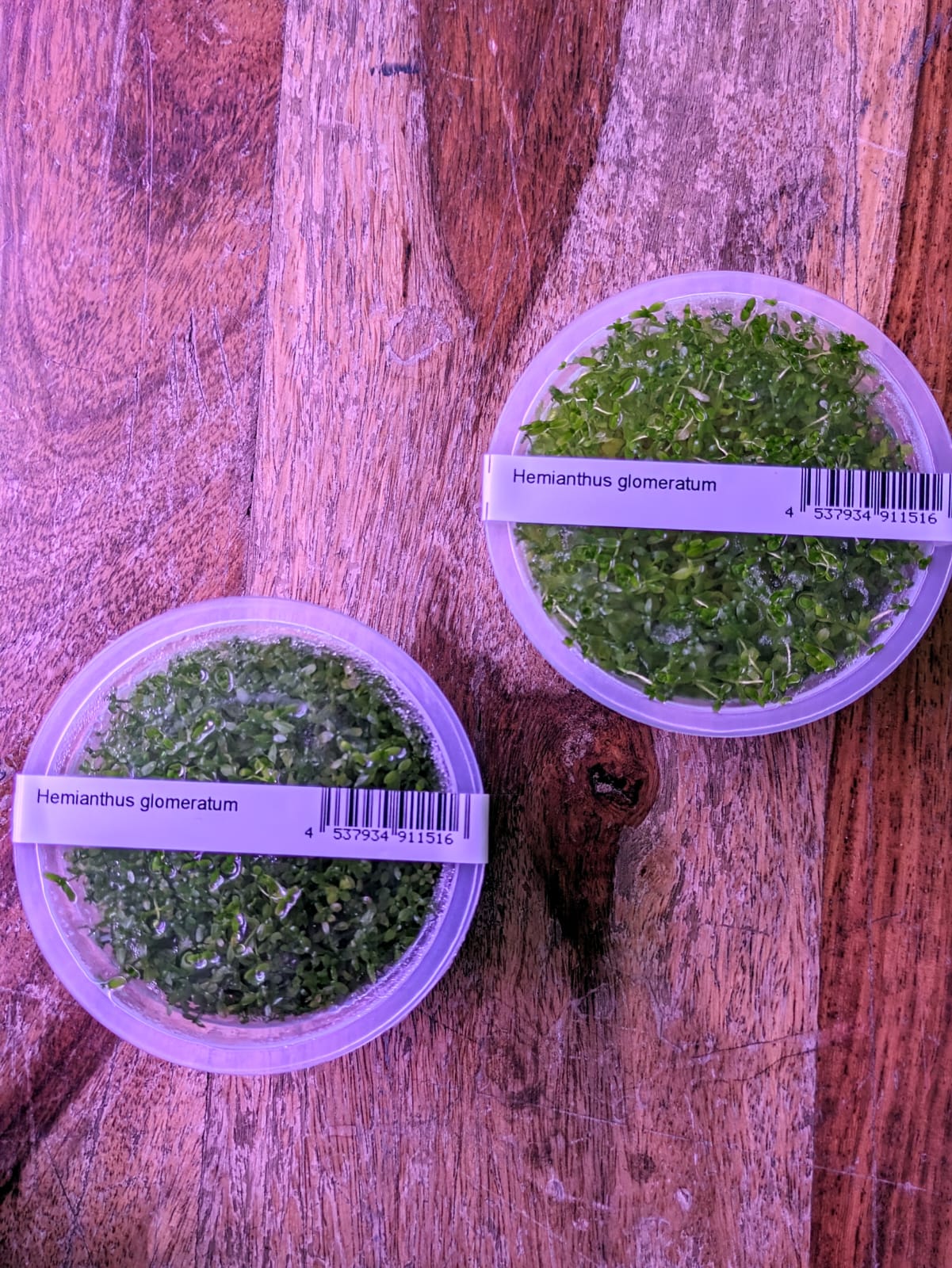 Hemianthus glomeratus