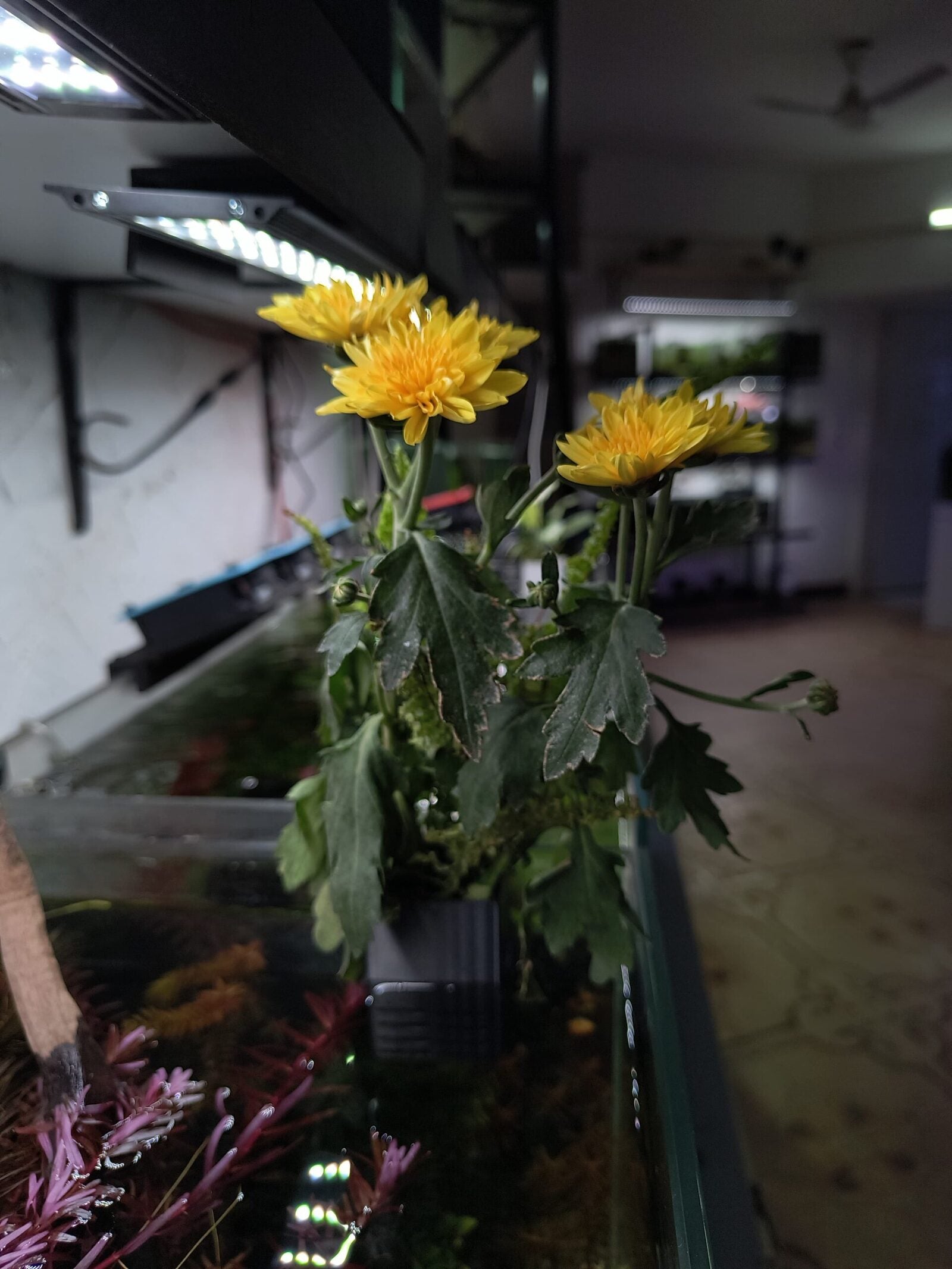 Aquarium Single planter