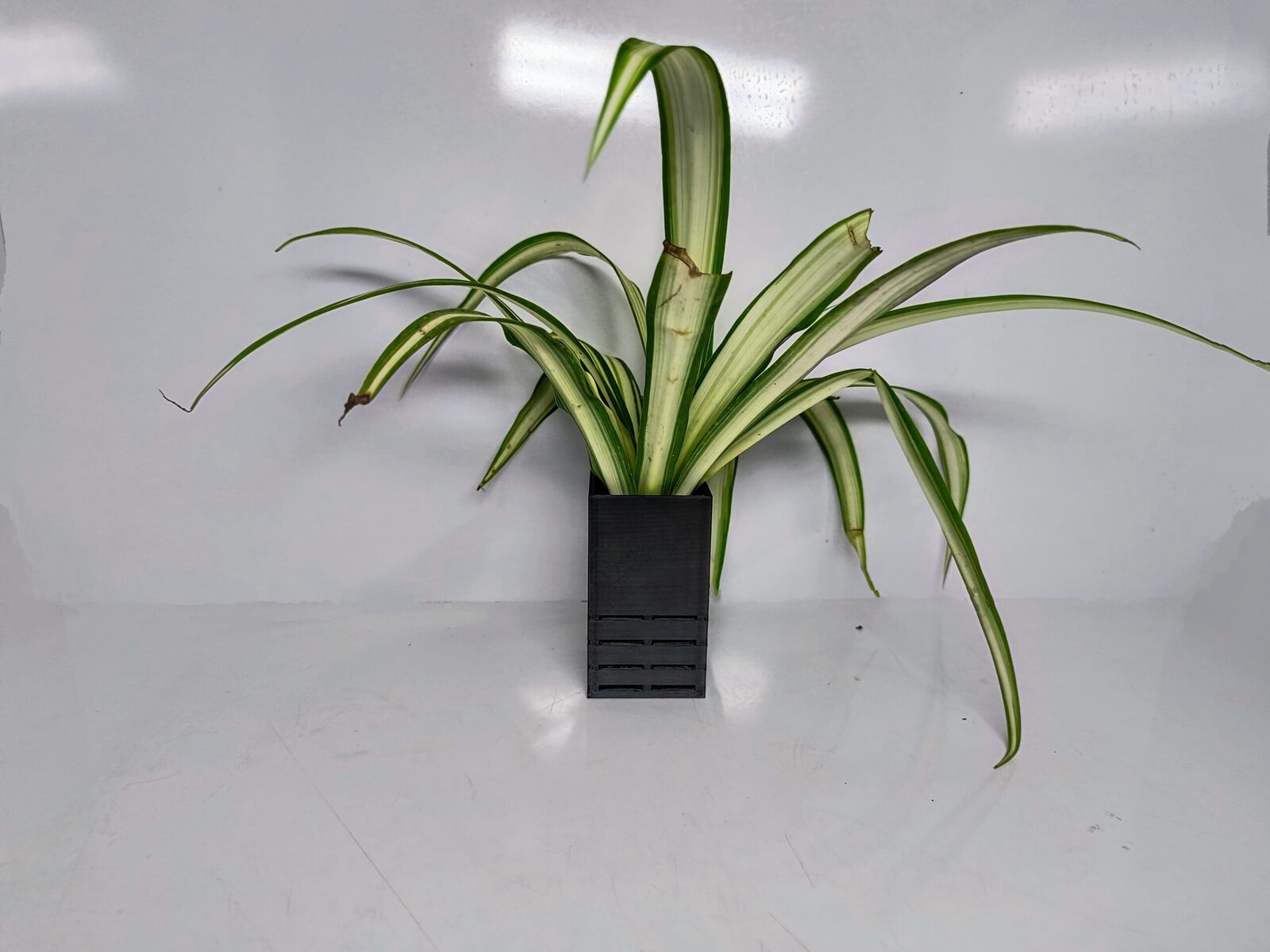 Aquarium Single planter
