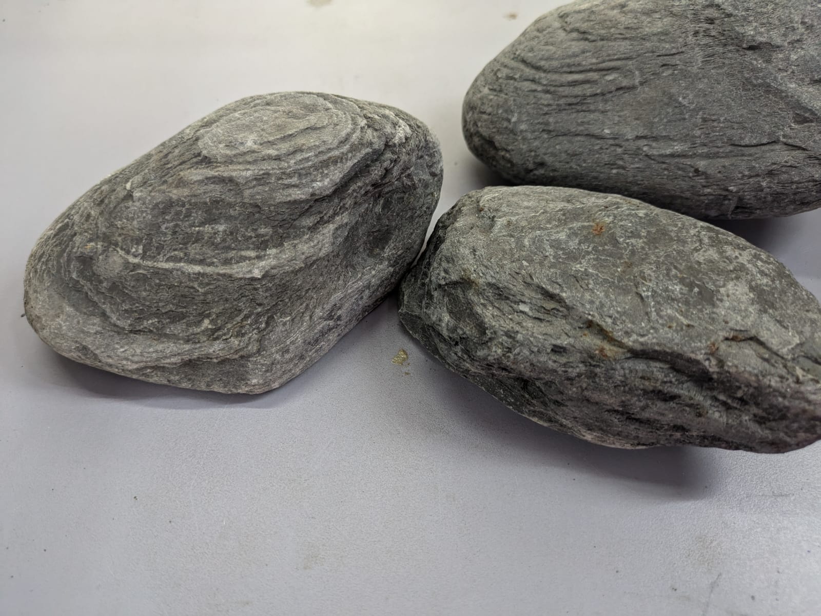 Wild Rhino Stones