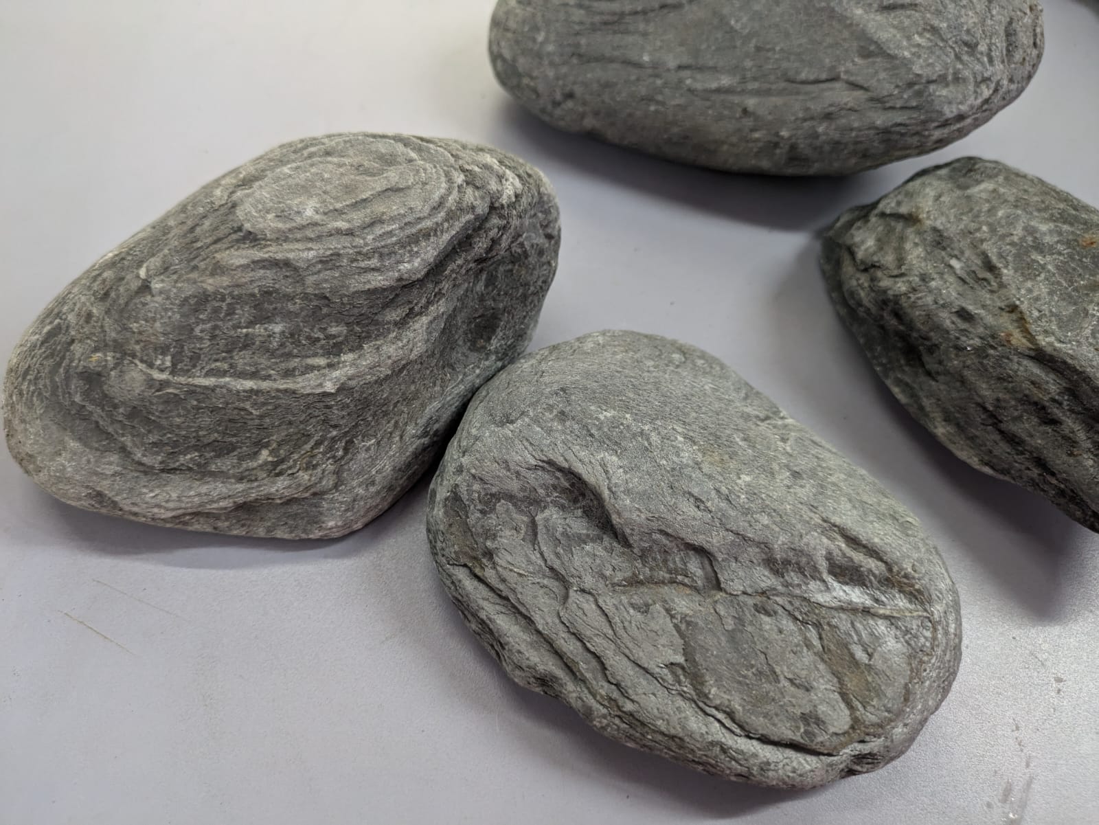 Wild Rhino Stones