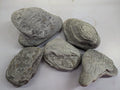 Wild Rhino Stones