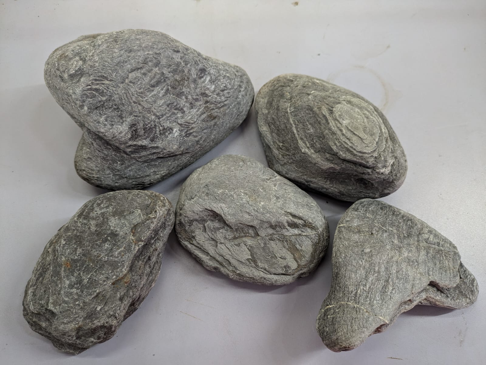 Wild Rhino Stones