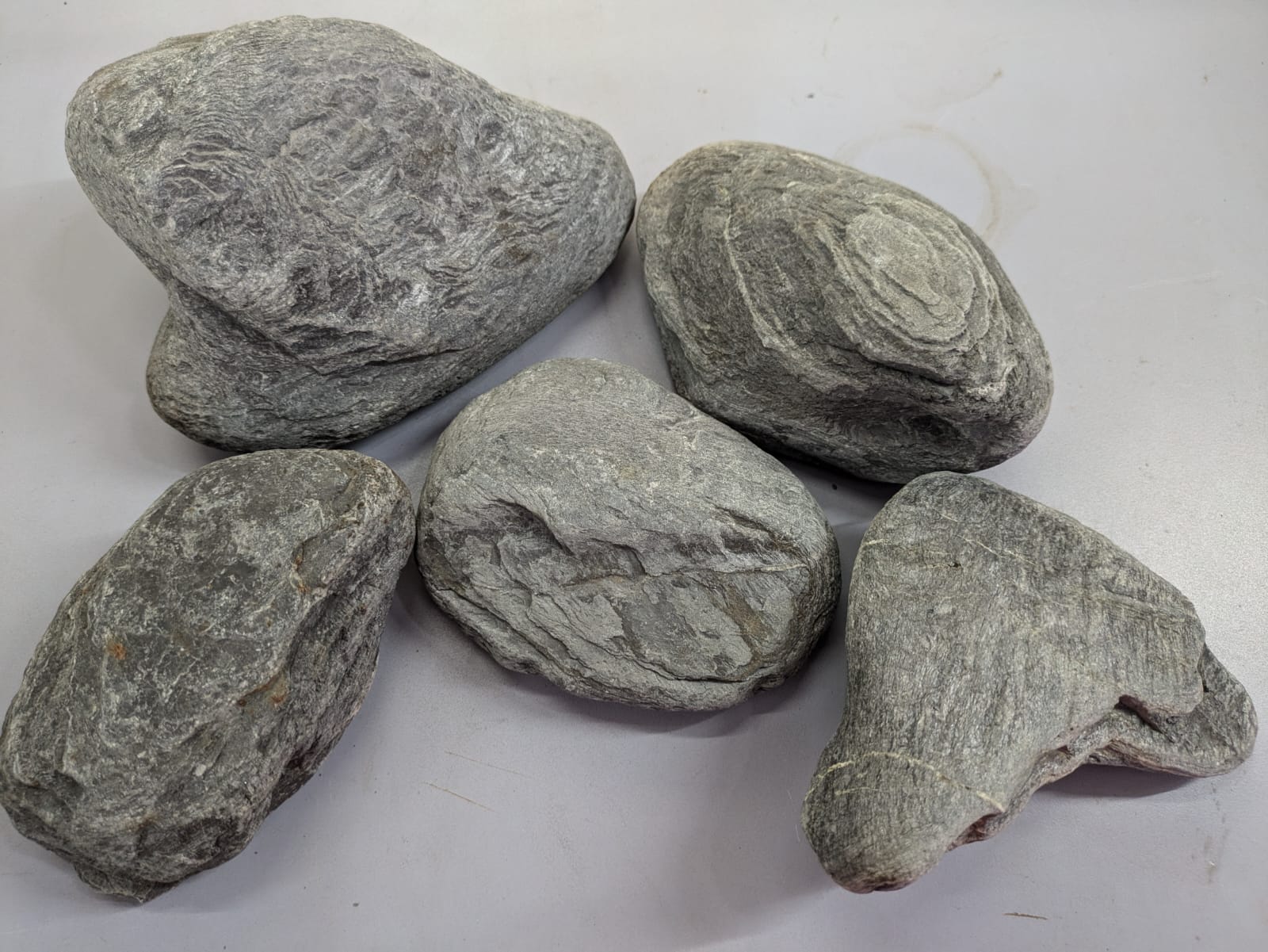 Wild Rhino Stones