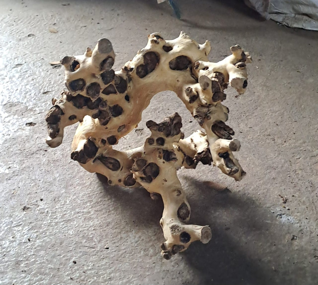Coral wood (2)