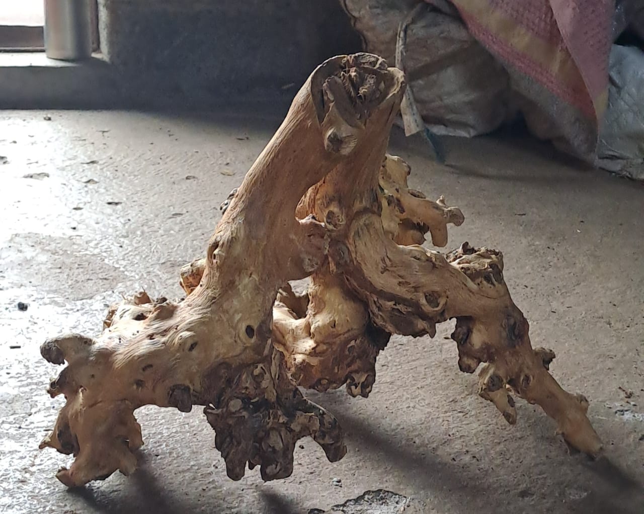 Coral wood (3)