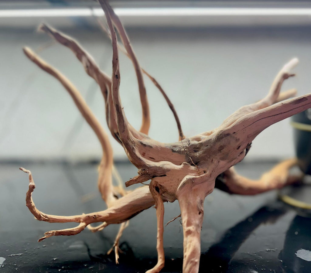 wizard wood (1)