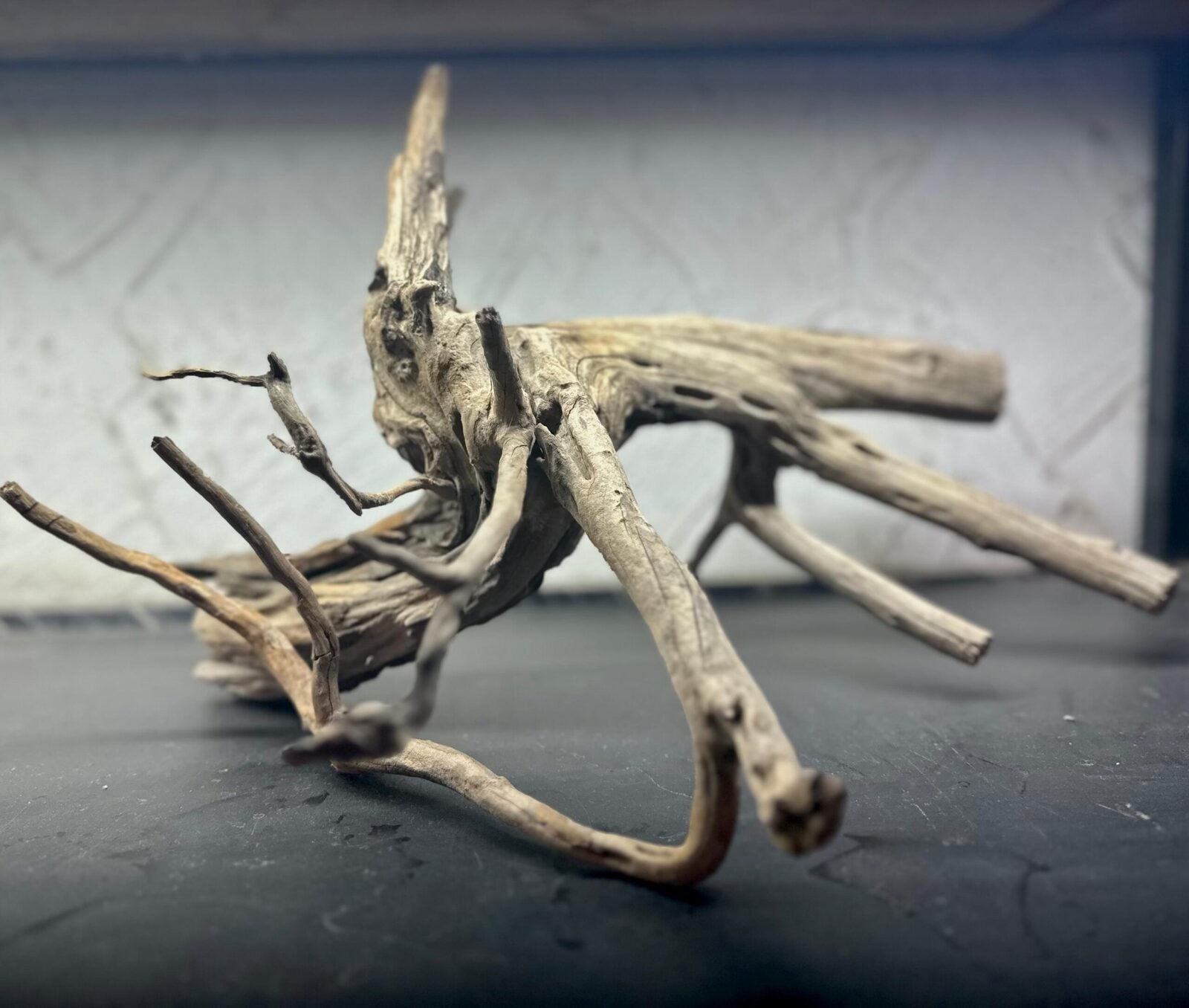 tree wood (1)
