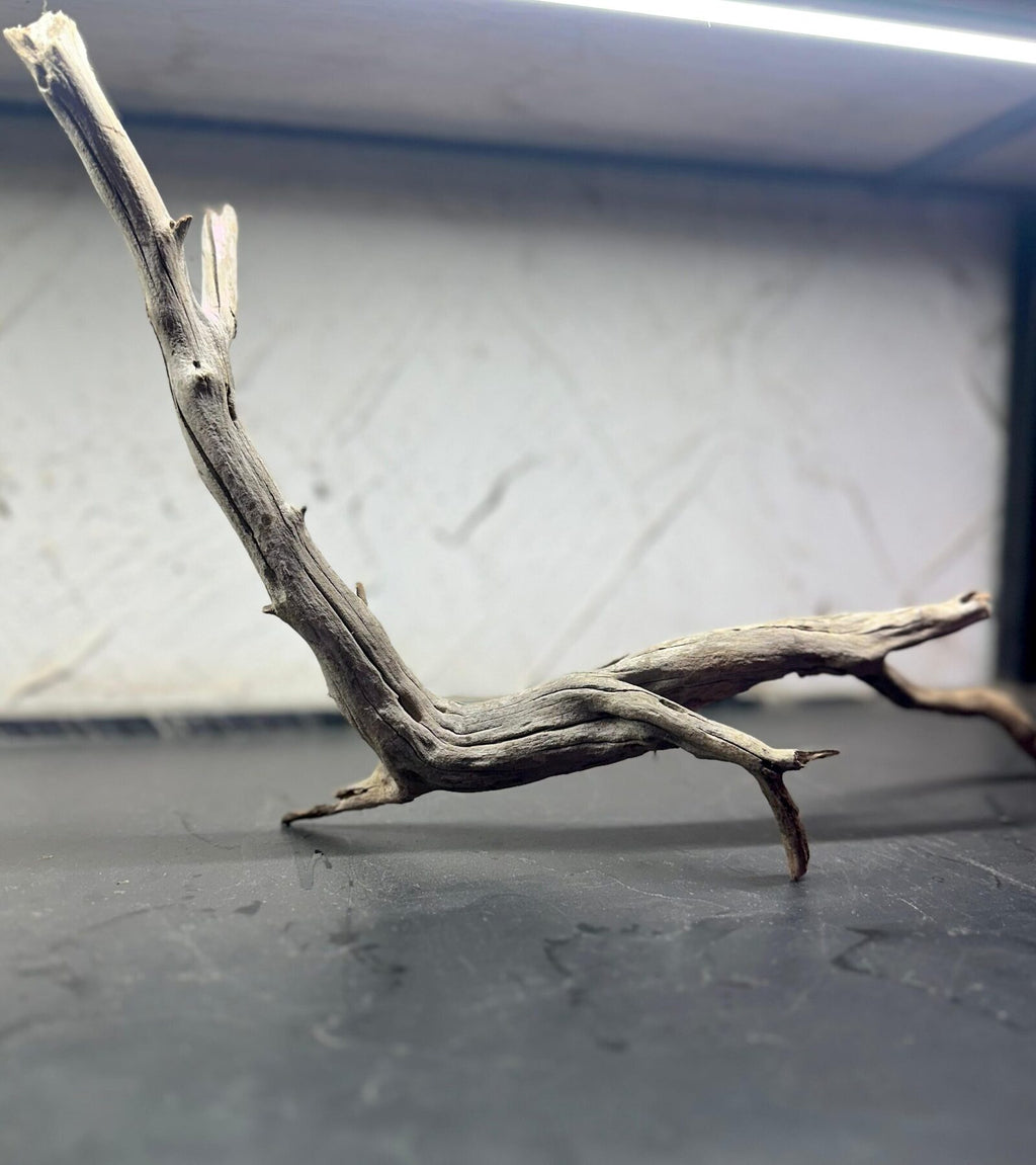 tree wood (4)