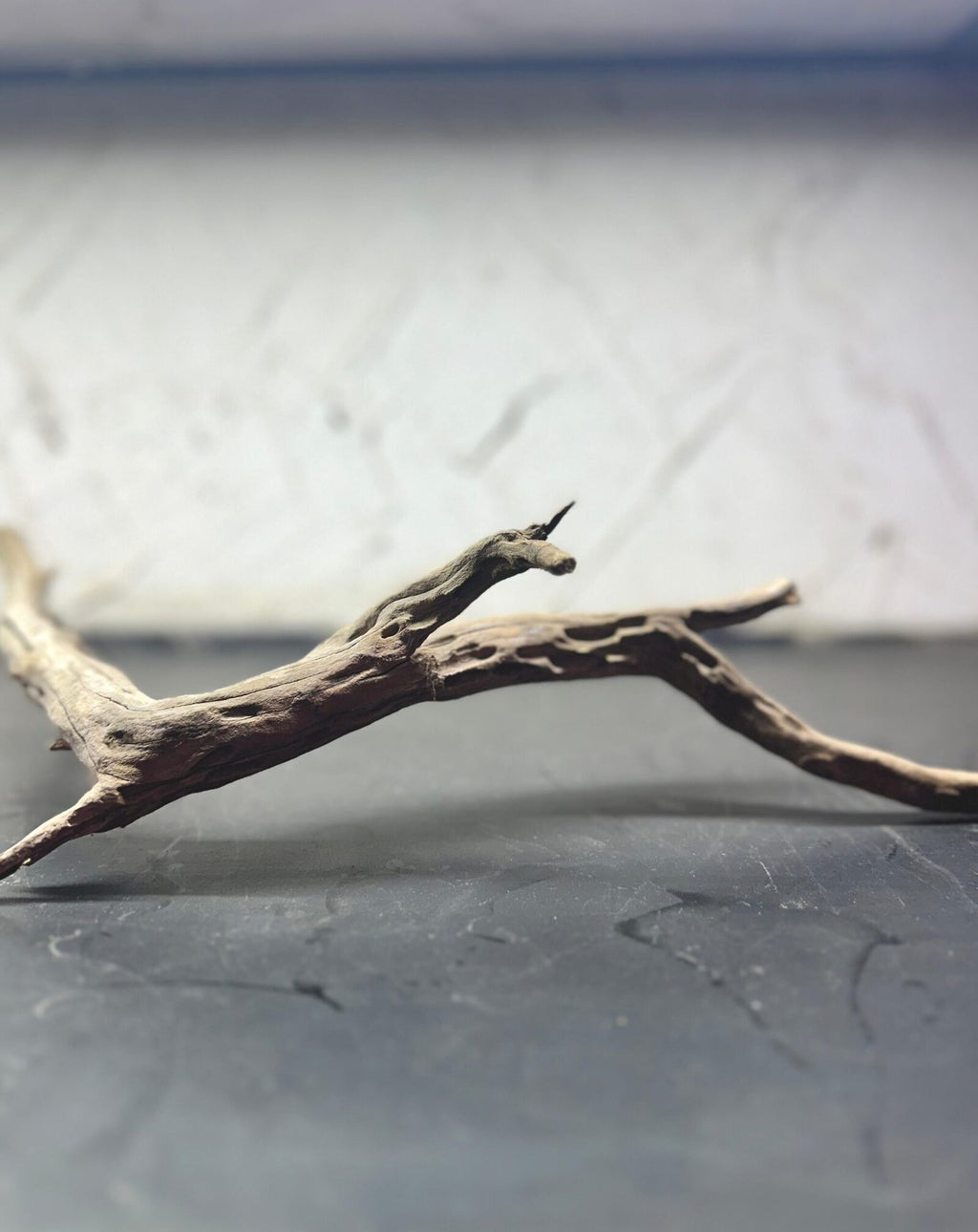 tree wood (5)
