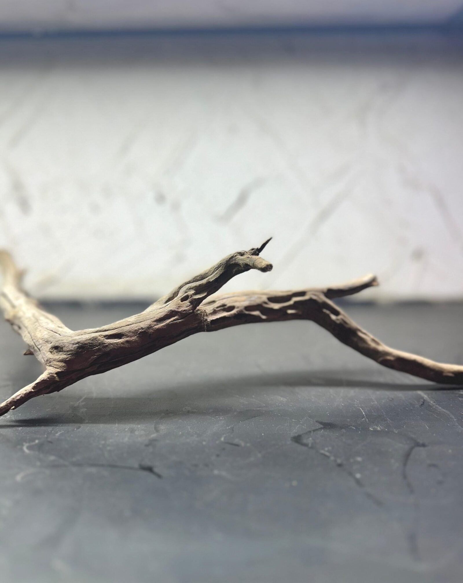 tree wood (5)