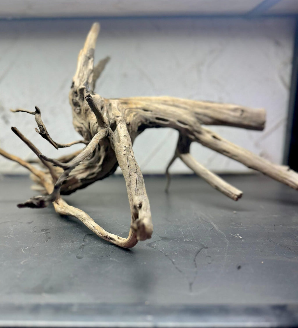 tree wood (6)