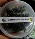 Buce mini blue