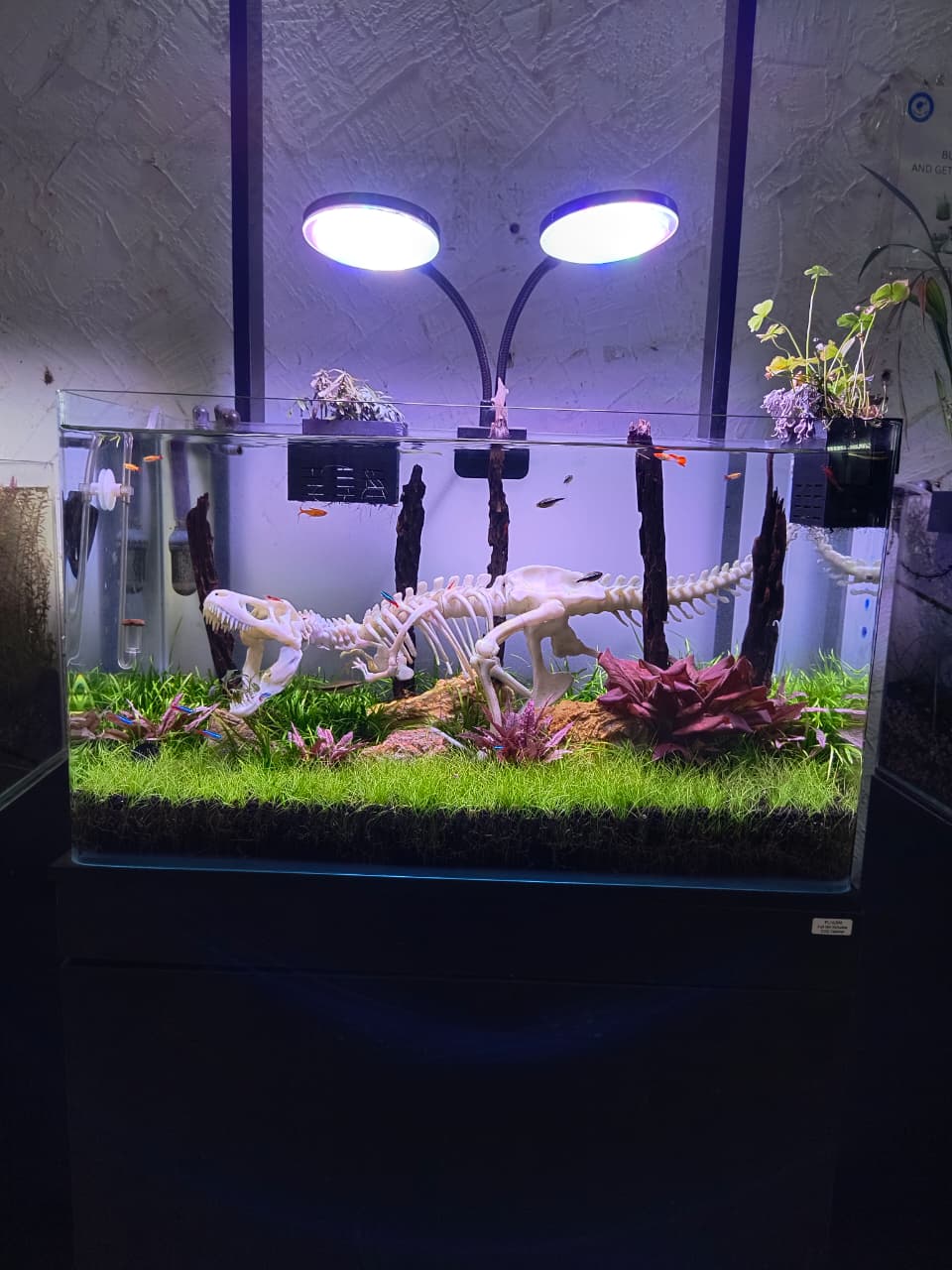 3D Puzzle kit - Build Your Own Fossil Display