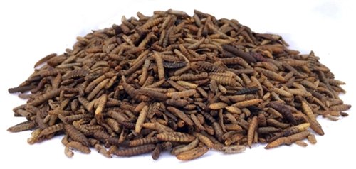 Protyn Soldier Larve – 25gm img1