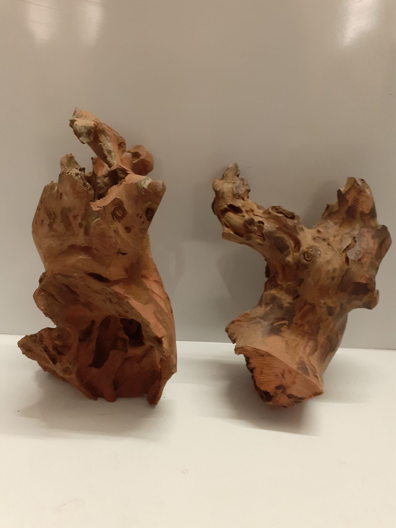 bogwood (