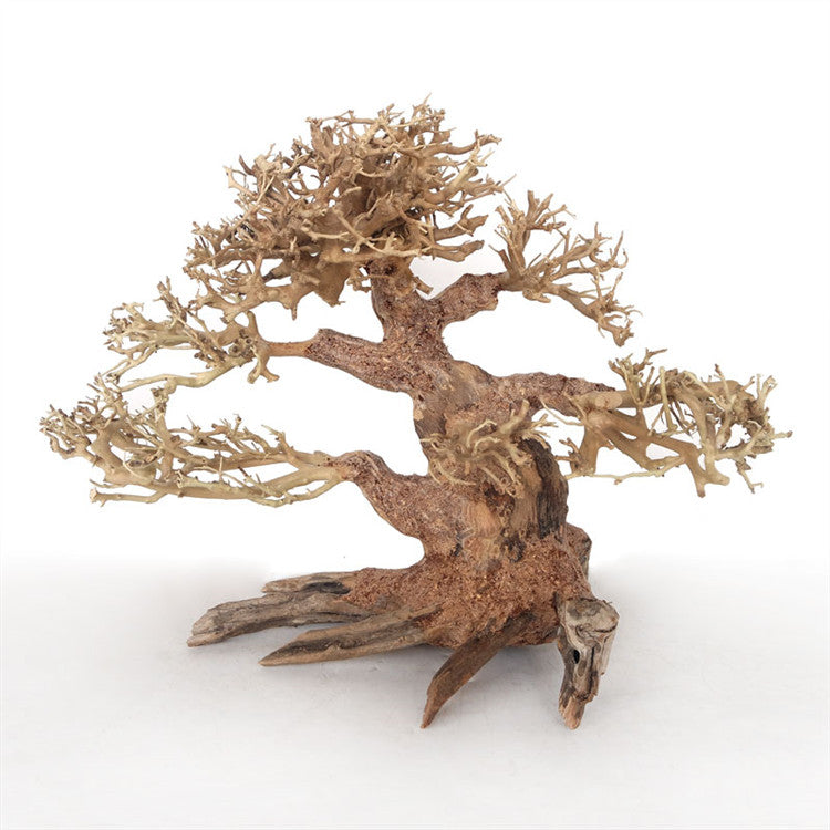 Bonsai img