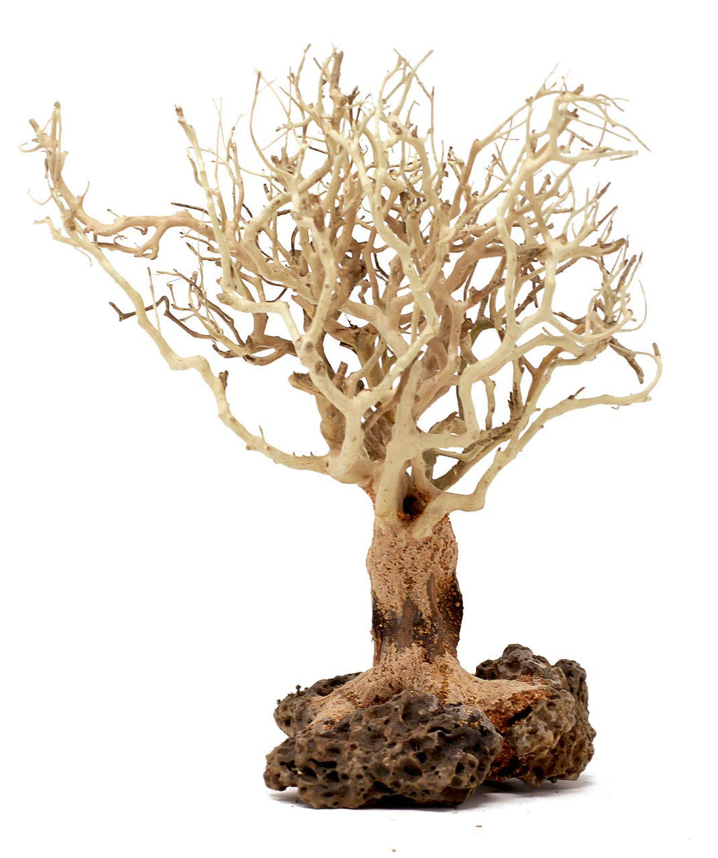 Bonsai img1