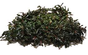 Bucifelandra Clumps img