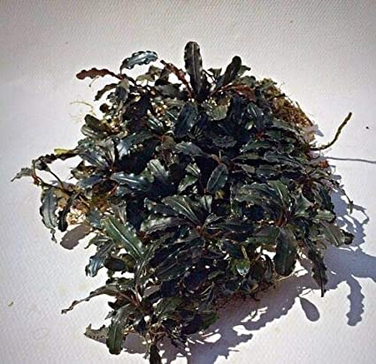 Bucifelandra Clumps img1