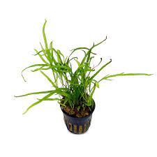ADA Pot Plant – Java Trident img