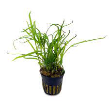 ADA Pot Plant – Java Trident img1