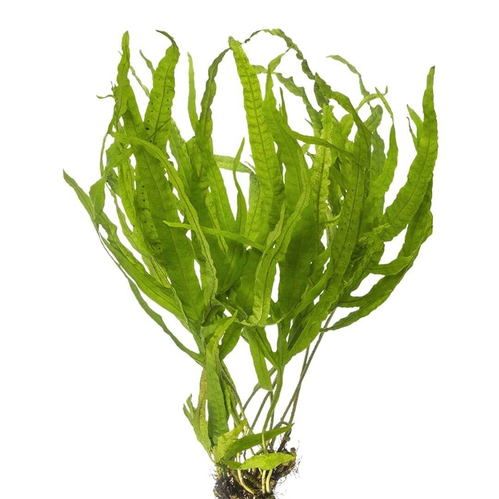 ADA Pot Plant – Java Trident img2