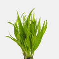 Java_Fern_Narrow_Leaf_Thailand