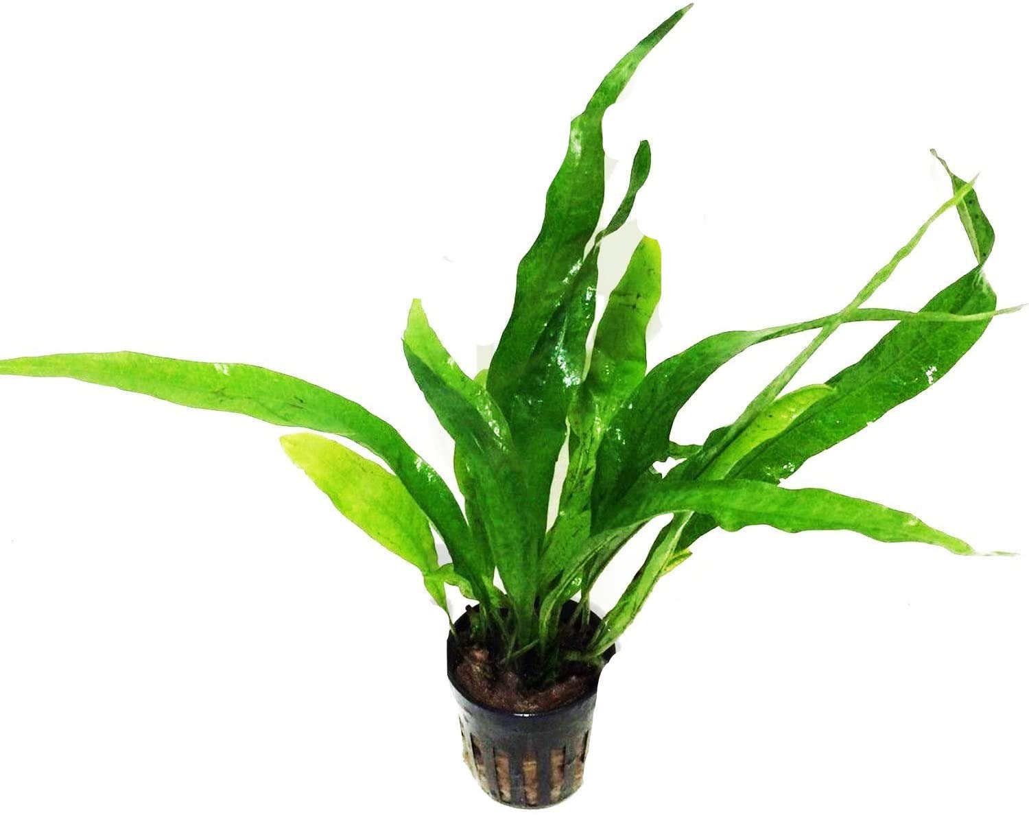 Java Fern img1