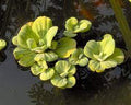 cabbage lettuce