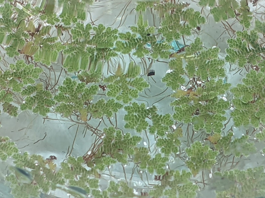 Azzola fern