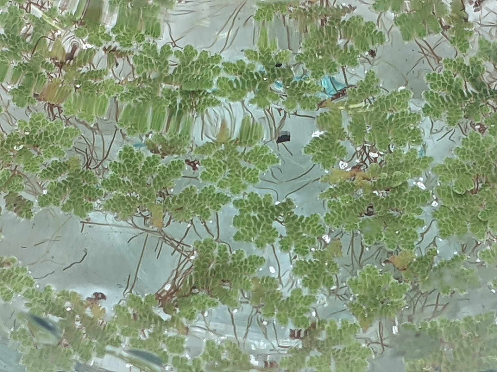 Azzola fern