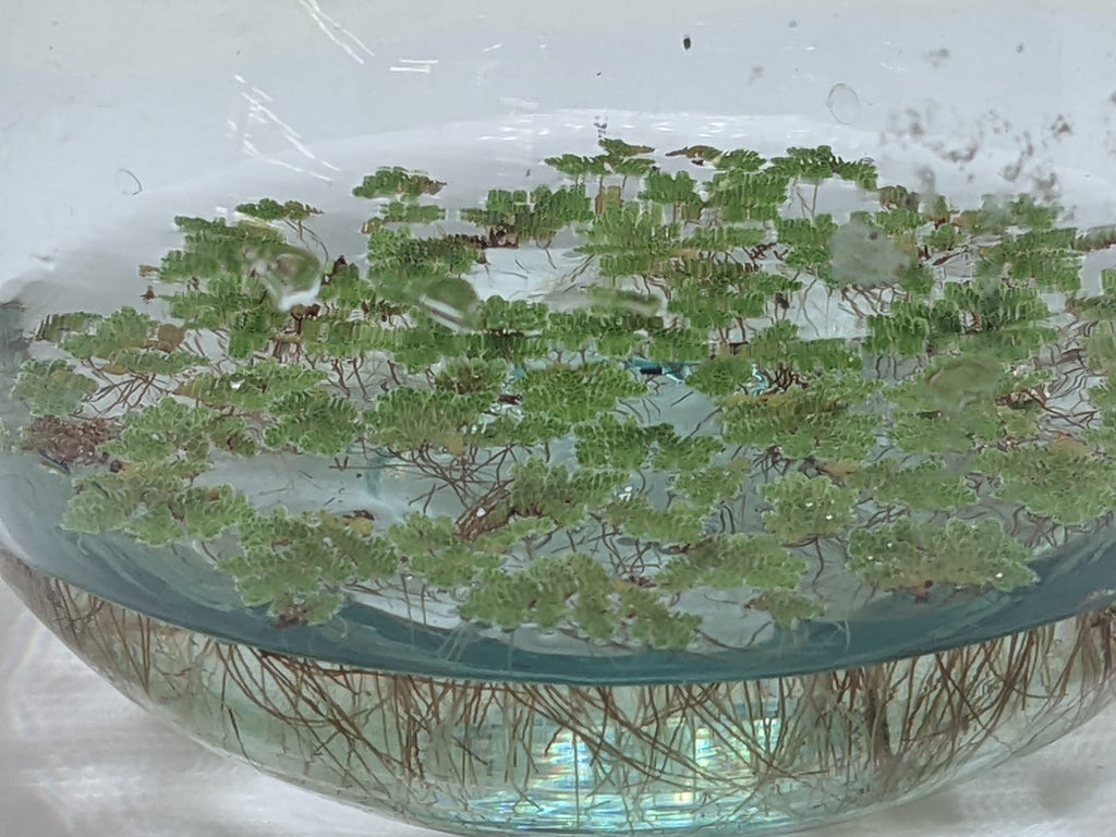 Azzola fern