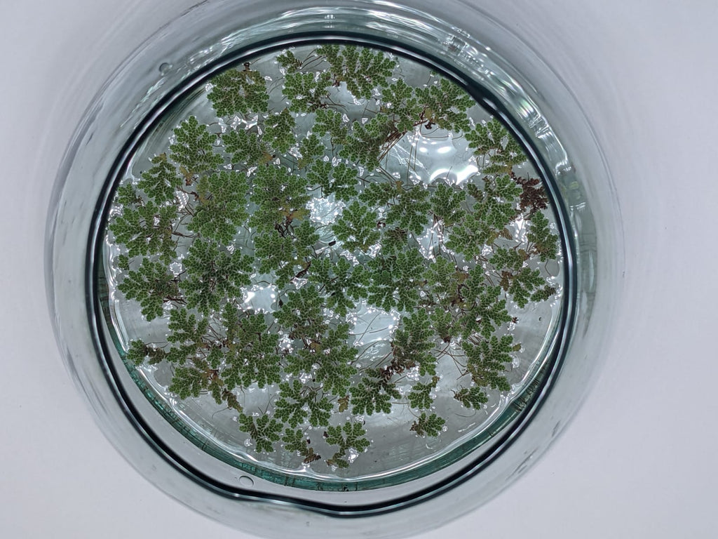 Azzola fern