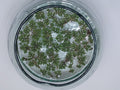 Azzola fern