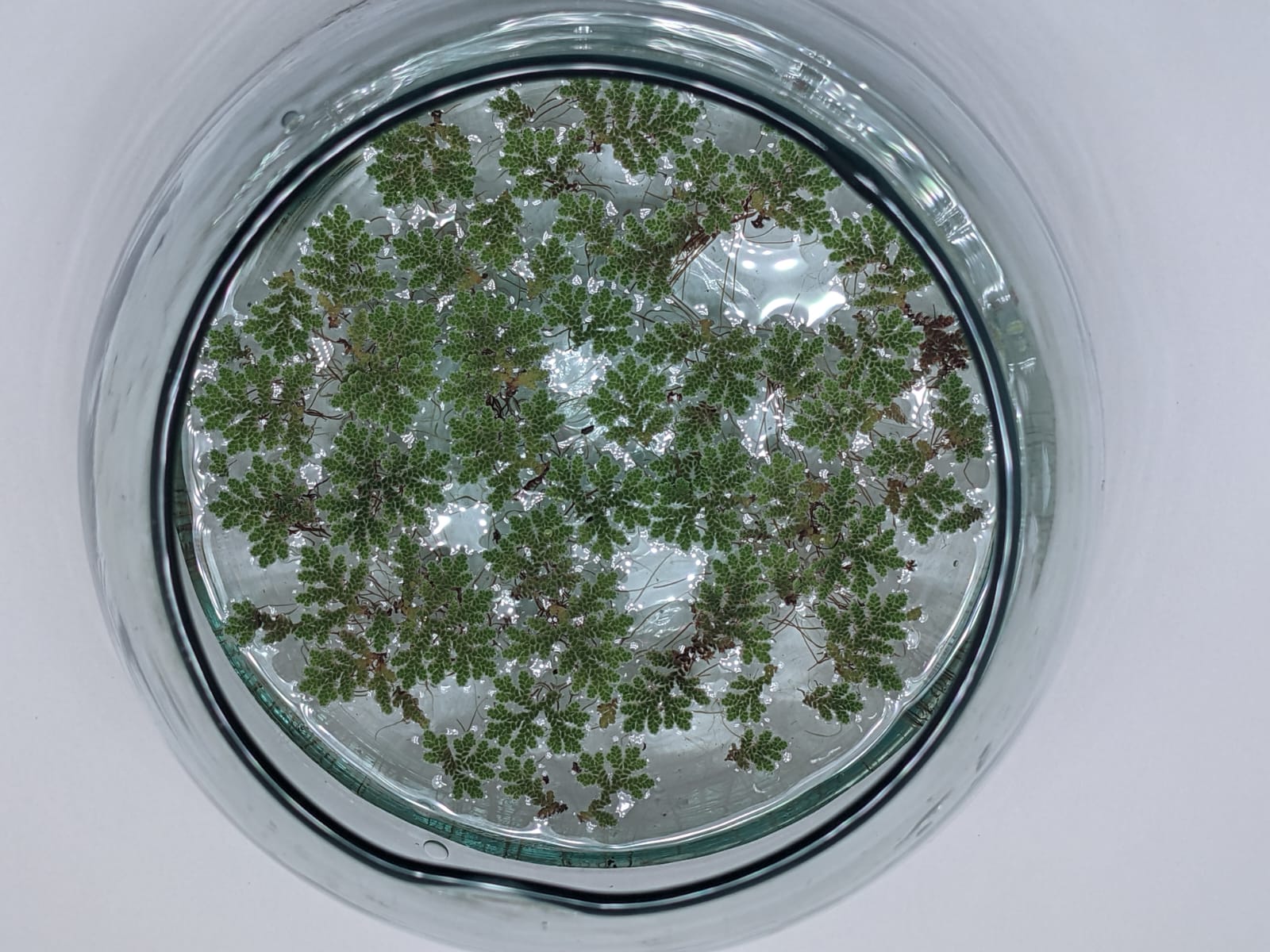 Azzola fern