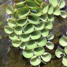 Salvinia cucullata