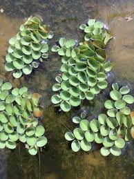 Salvinia cucullata