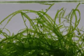 Java Moss