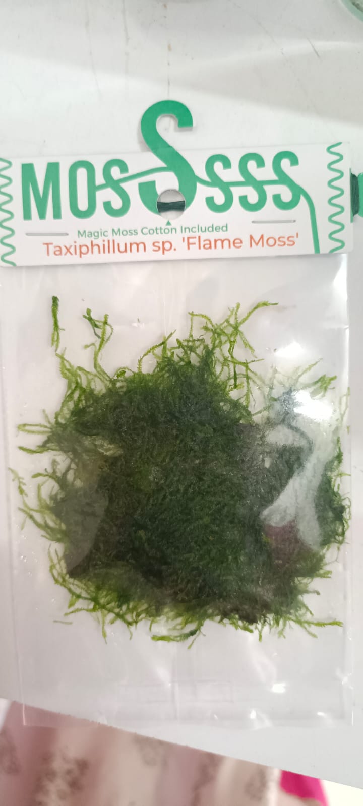 Taxiphyllum sp Flame Flame Moss