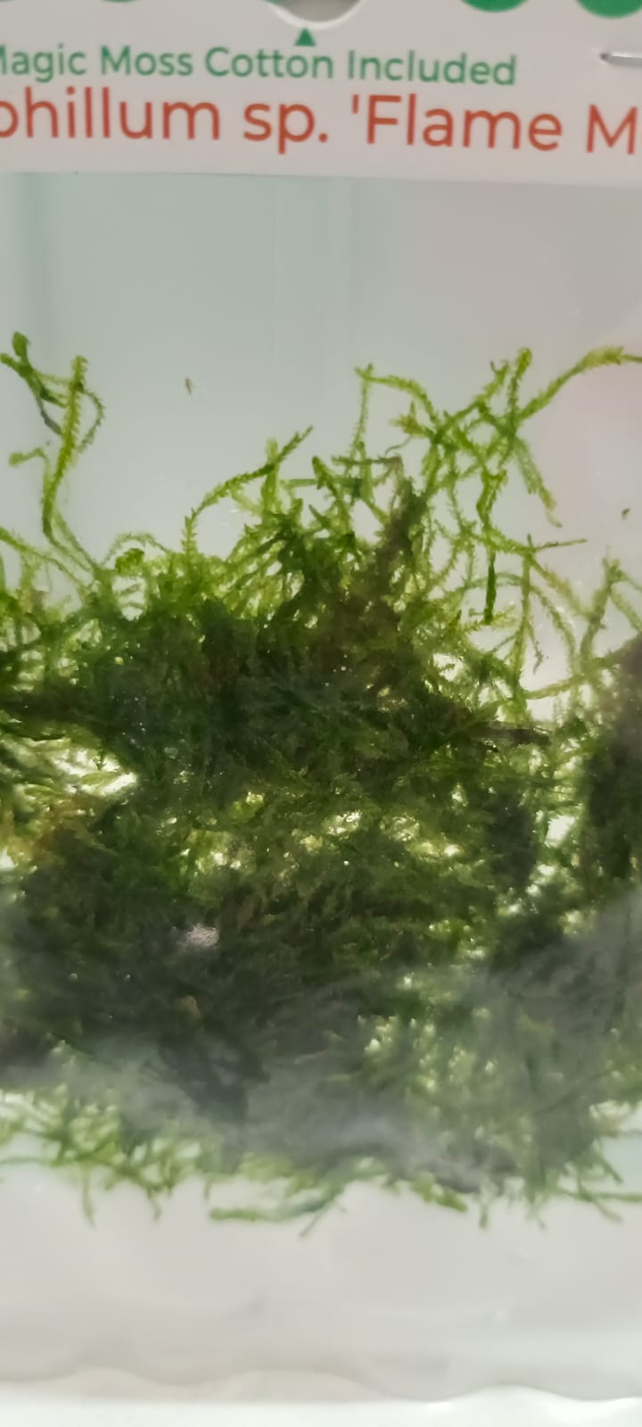 Taxiphyllum sp Flame Flame Moss