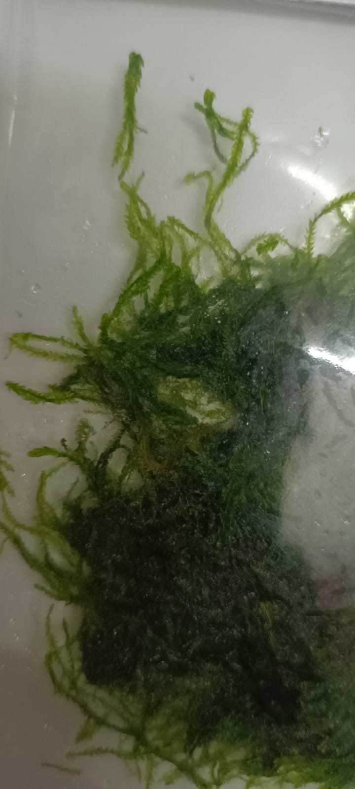 Taxiphyllum sp Flame Flame Moss