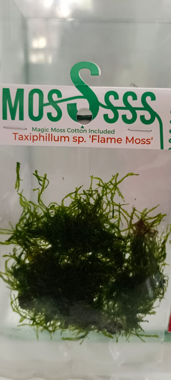 Taxiphyllum sp Flame Flame Moss